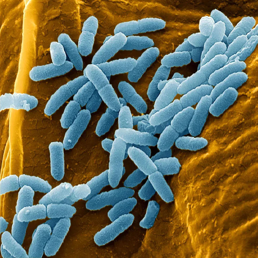Pseudomonas aeruginosa: Tıbbi Plastiği Sindiren Bakteri